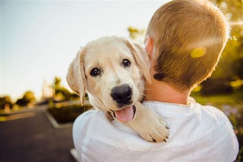 育養什麼小型犬才好？養什麼小型狗